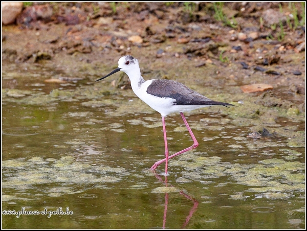 Echasse blanche